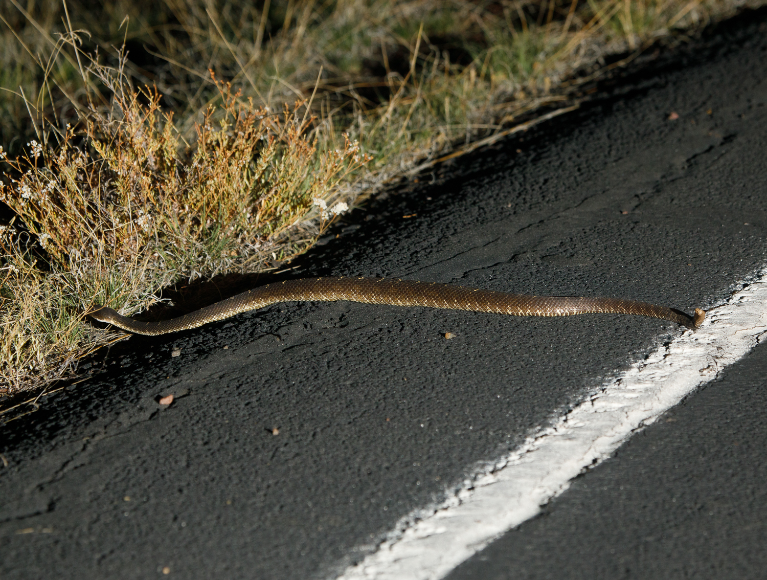 brown phased Arizona Black Rattlesnake (<i>Crotalus cerberus</i>).